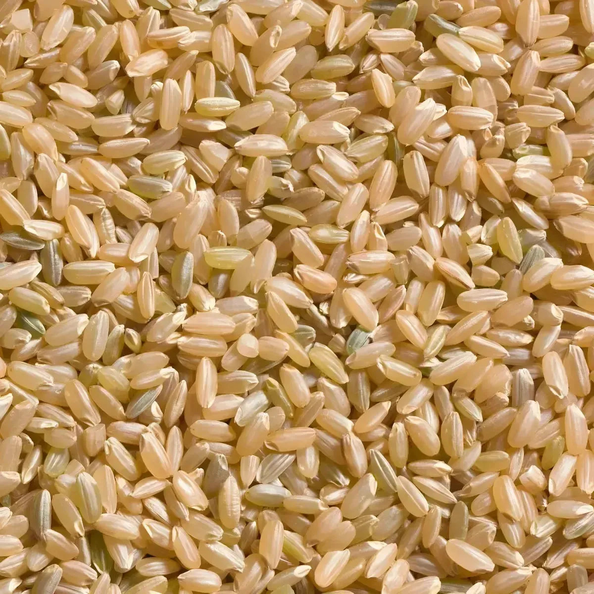 Riz complet TERSOL