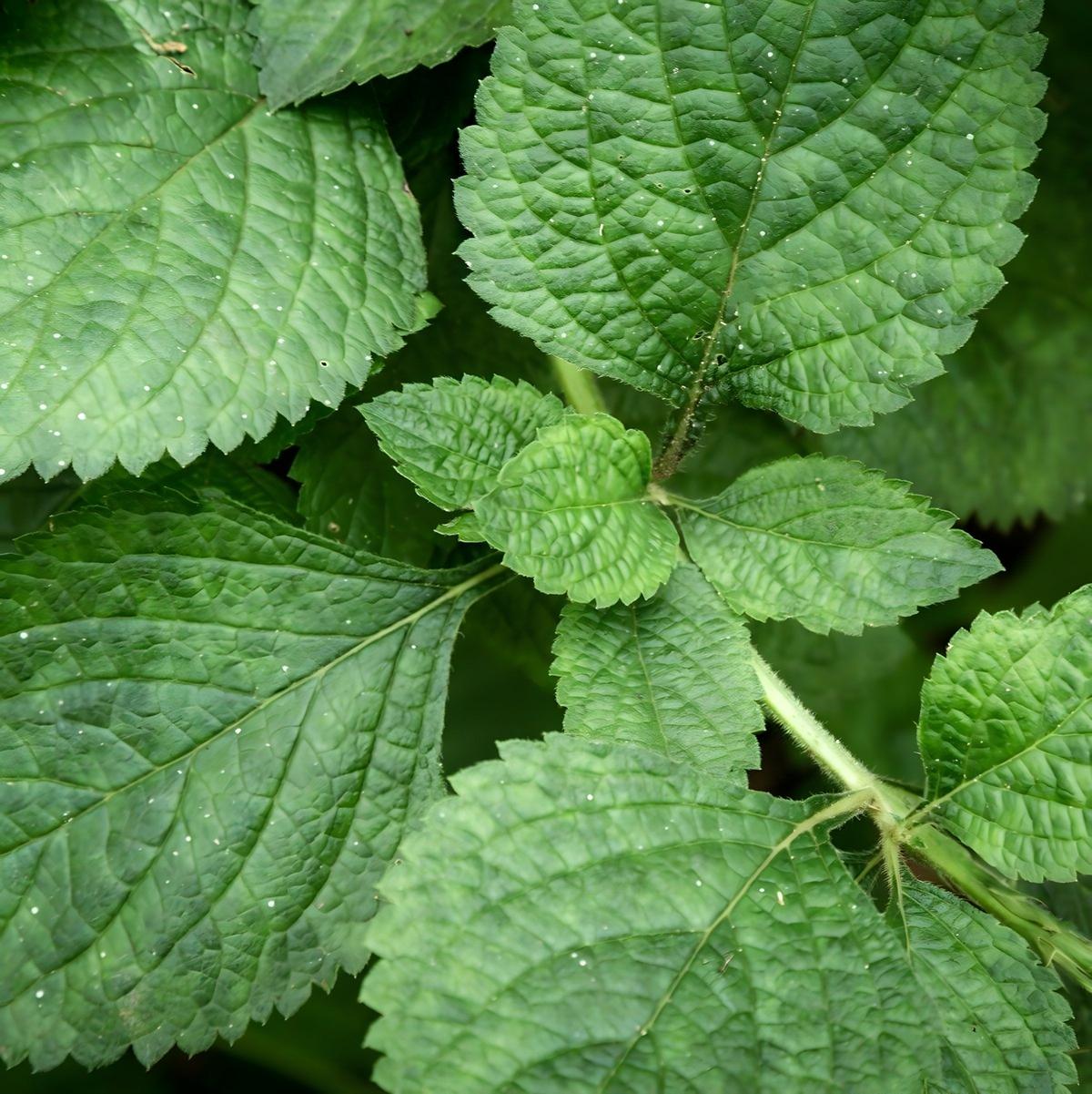 Thé à la menthe sèche NANA