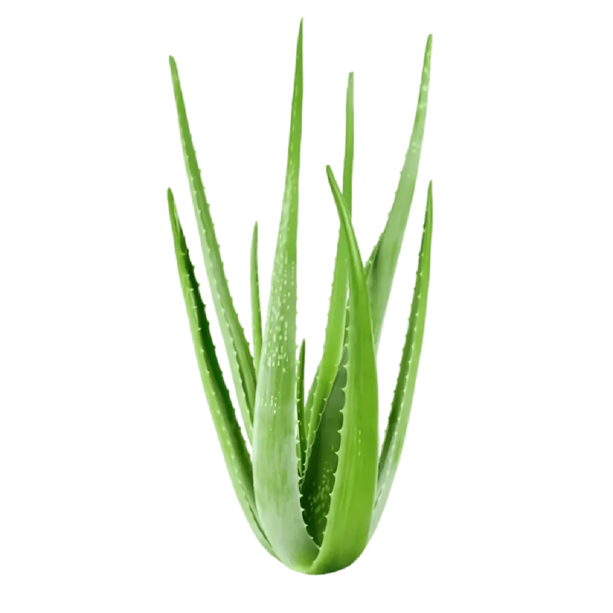 Feuilles fraîches d'Aloe Vera entières, riches en gel naturel. Idéal pour extraire le gel Aloe Vera - Bienfaits Aloe | Propriétés Nutritionnelles.