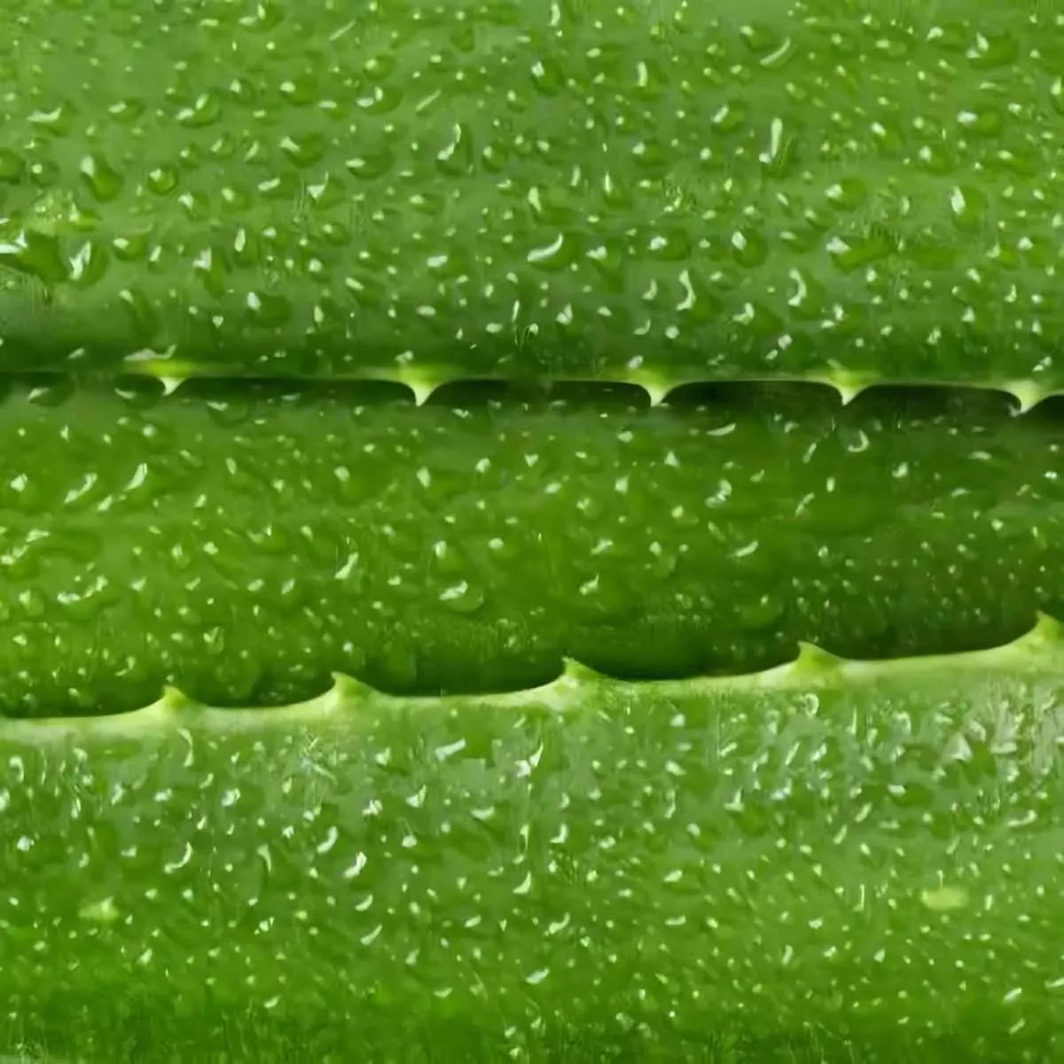 Gros plan sur la surface brillante et hydratée d'une feuille d'Aloe Vera, mettant en valeur sa fraîcheur et ses propriétés nutritionnelles.