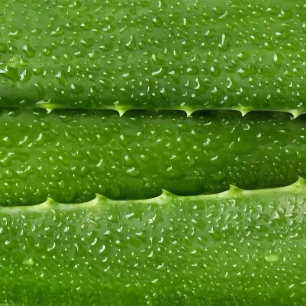 Gros plan sur la surface d'une feuille d'Aloe Vera fraîche, couverte de gouttelettes. Texture idéale pour extraction de gel riche en nutriments.