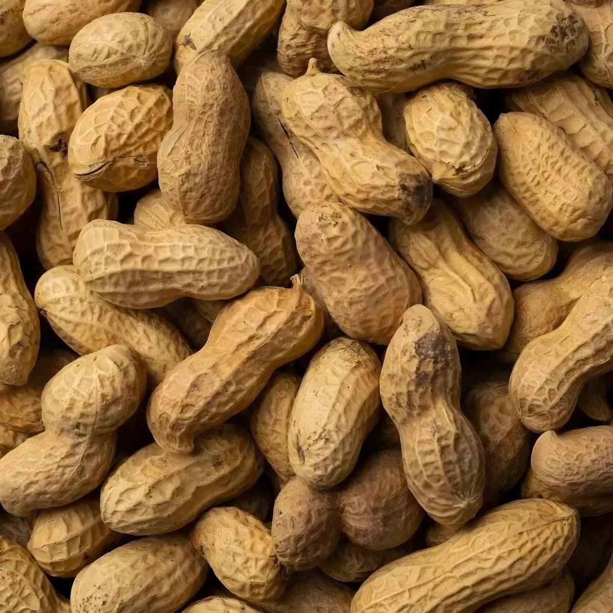 Arachides entières non décortiquées, ingrédient brut utilisé pour produire l'arachide râpée PROFUIT, produit d'épicerie sucrée.