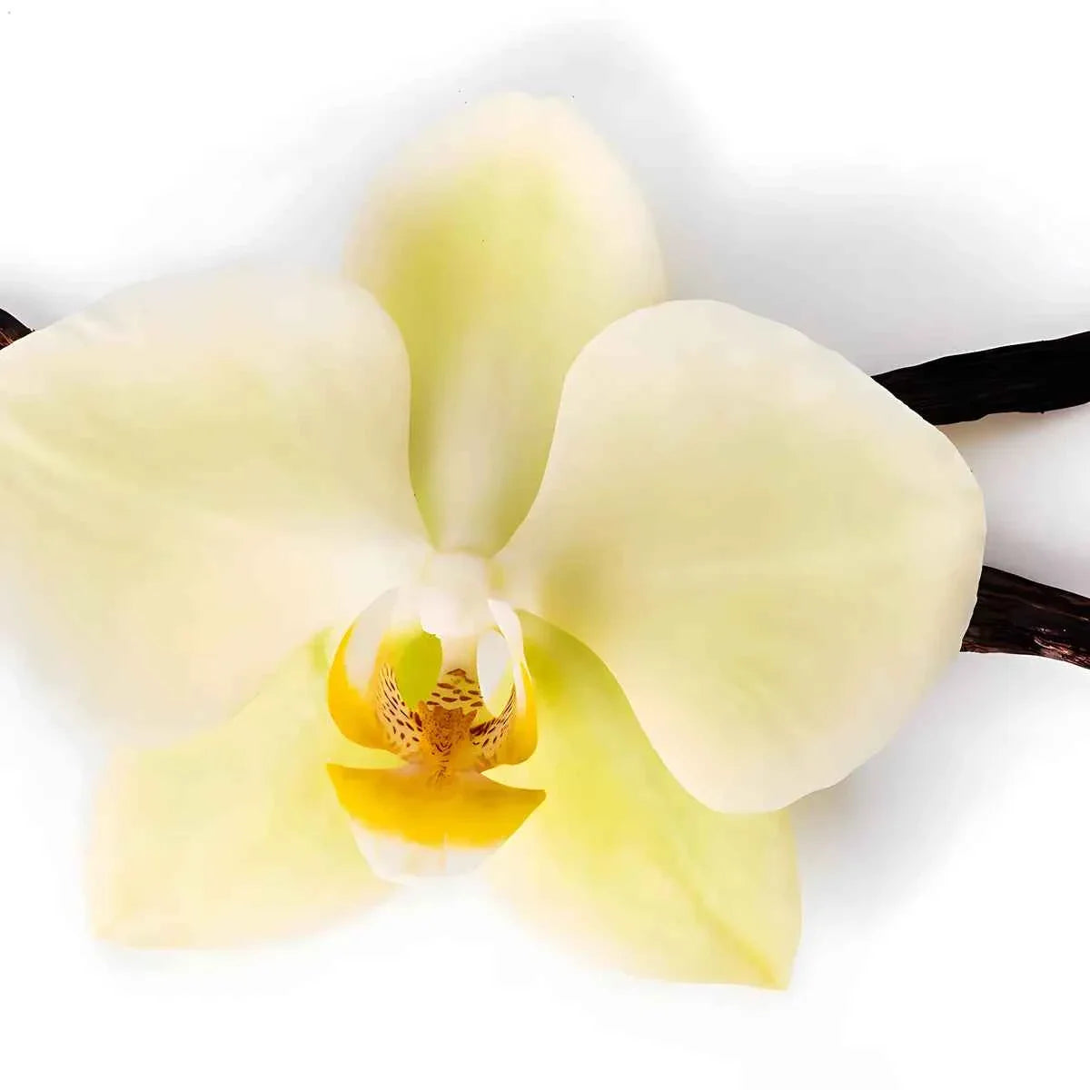 Fleur d’orchidée vanille avec gousses, illustrant l’origine naturelle de l’arôme vanille LA PATELIÈRE pour préparations sucrées.