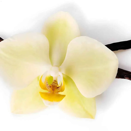 Fleur d’orchidée vanille avec gousses, illustrant l’origine naturelle de l’arôme vanille LA PATELIÈRE pour préparations sucrées.
