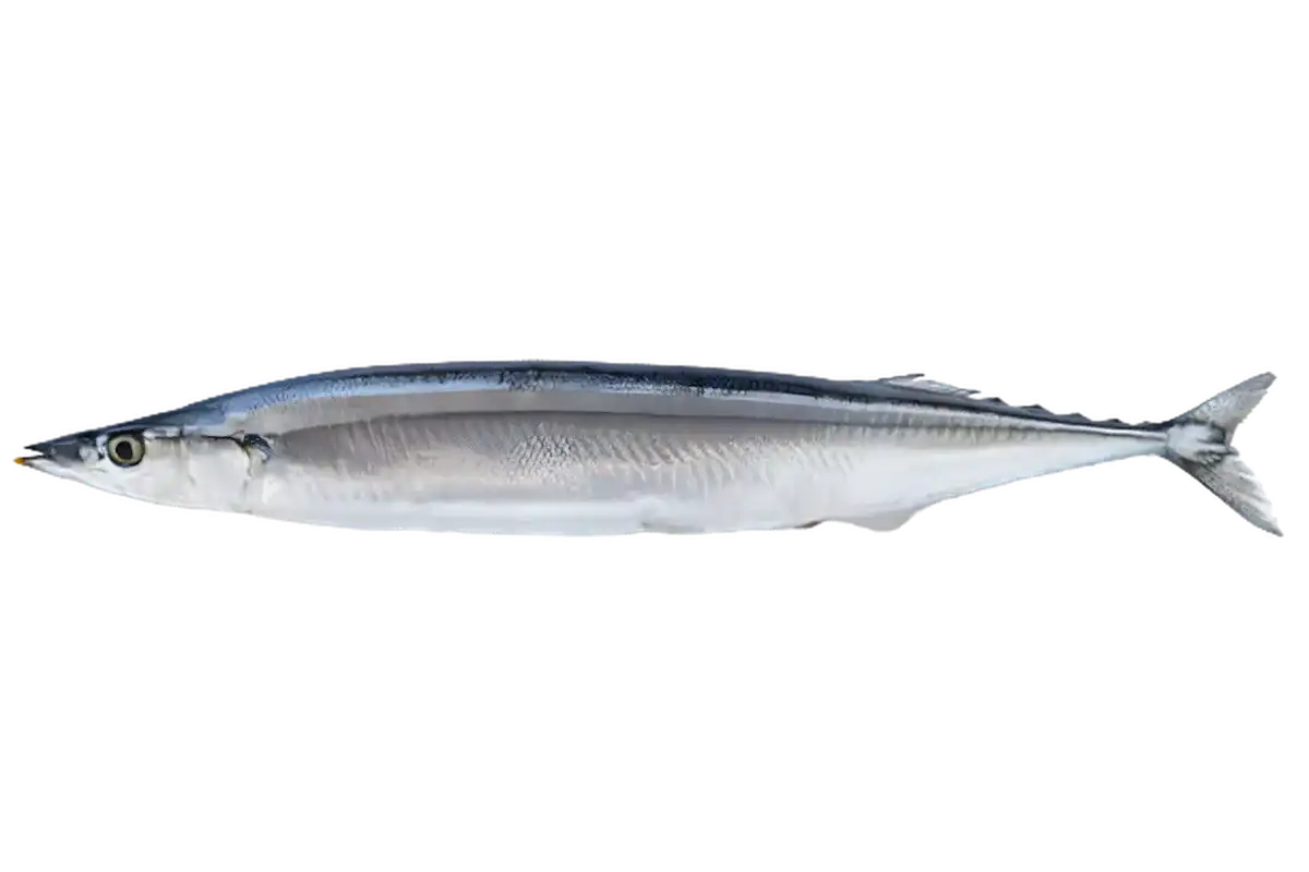 Poisson balaou entier frais, riche en protéines et oméga-3, idéal pour cuisson grillée, pochée ou en ragoût. Texture fine et chair blanche.