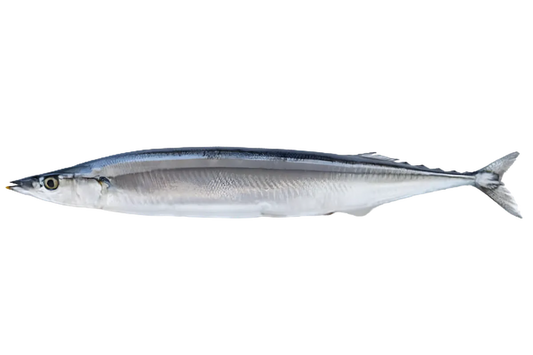 Poisson balaou entier frais, riche en protéines et oméga-3, idéal pour cuisson grillée, pochée ou en ragoût. Texture fine et chair blanche.