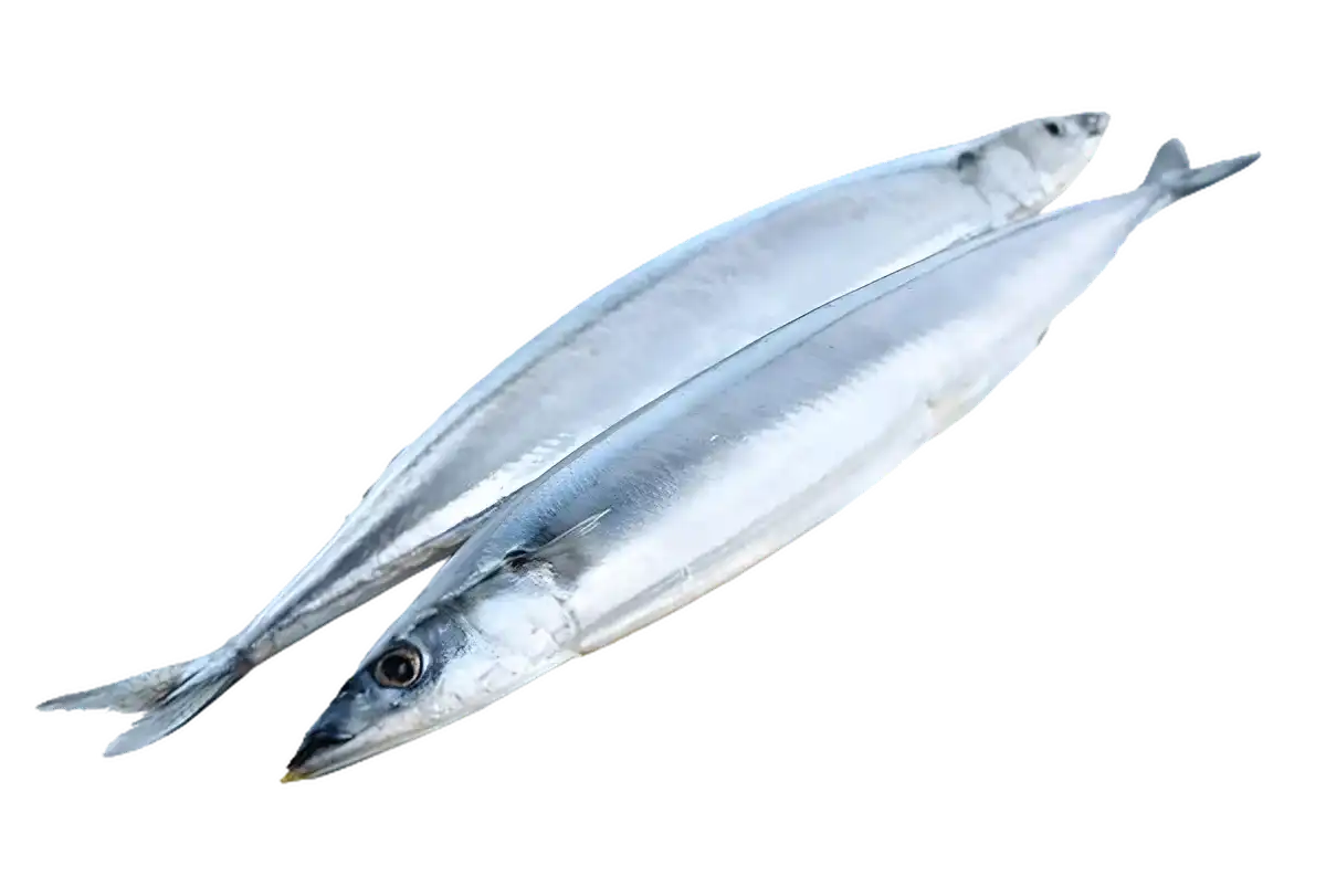 Deux poissons balaous frais posés côte à côte, parfaits pour une cuisine variée. Source naturelle de protéines et acides gras essentiels.