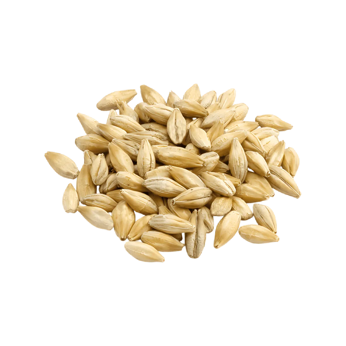 Grains d’orge maltée utilisés pour la fabrication de la boisson VITA MALT au gingembre, source naturelle de nutriments.