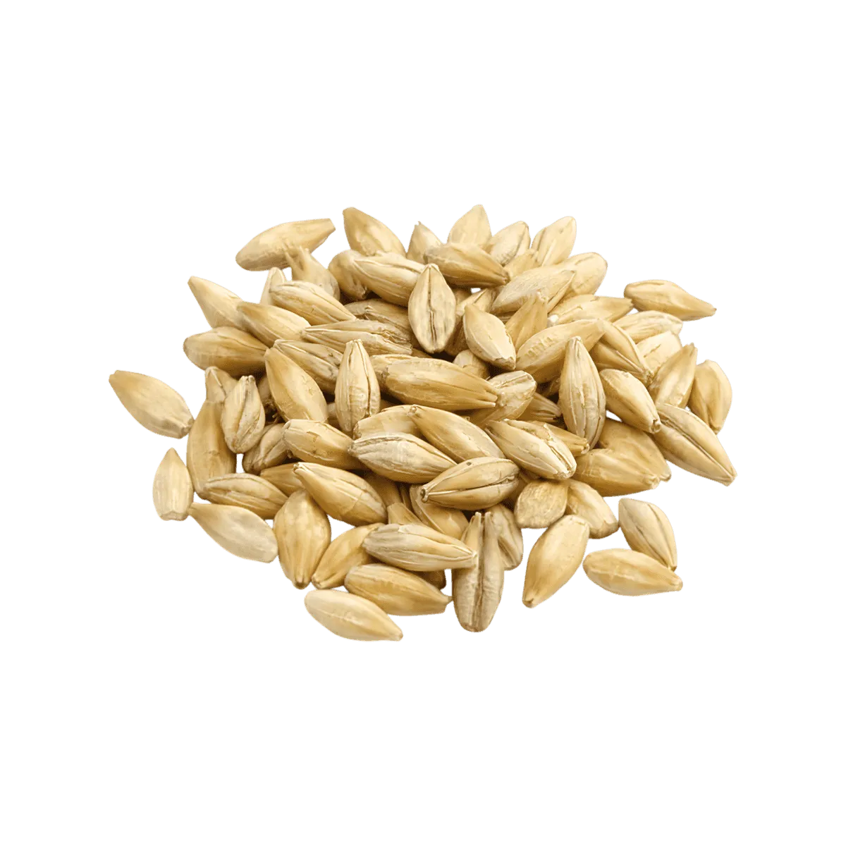 Grains d’orge malté utilisés pour la fabrication de la boisson au malt GUINNESS - BOISSON - NKOSI, ingrédient clé au goût riche et torréfié.