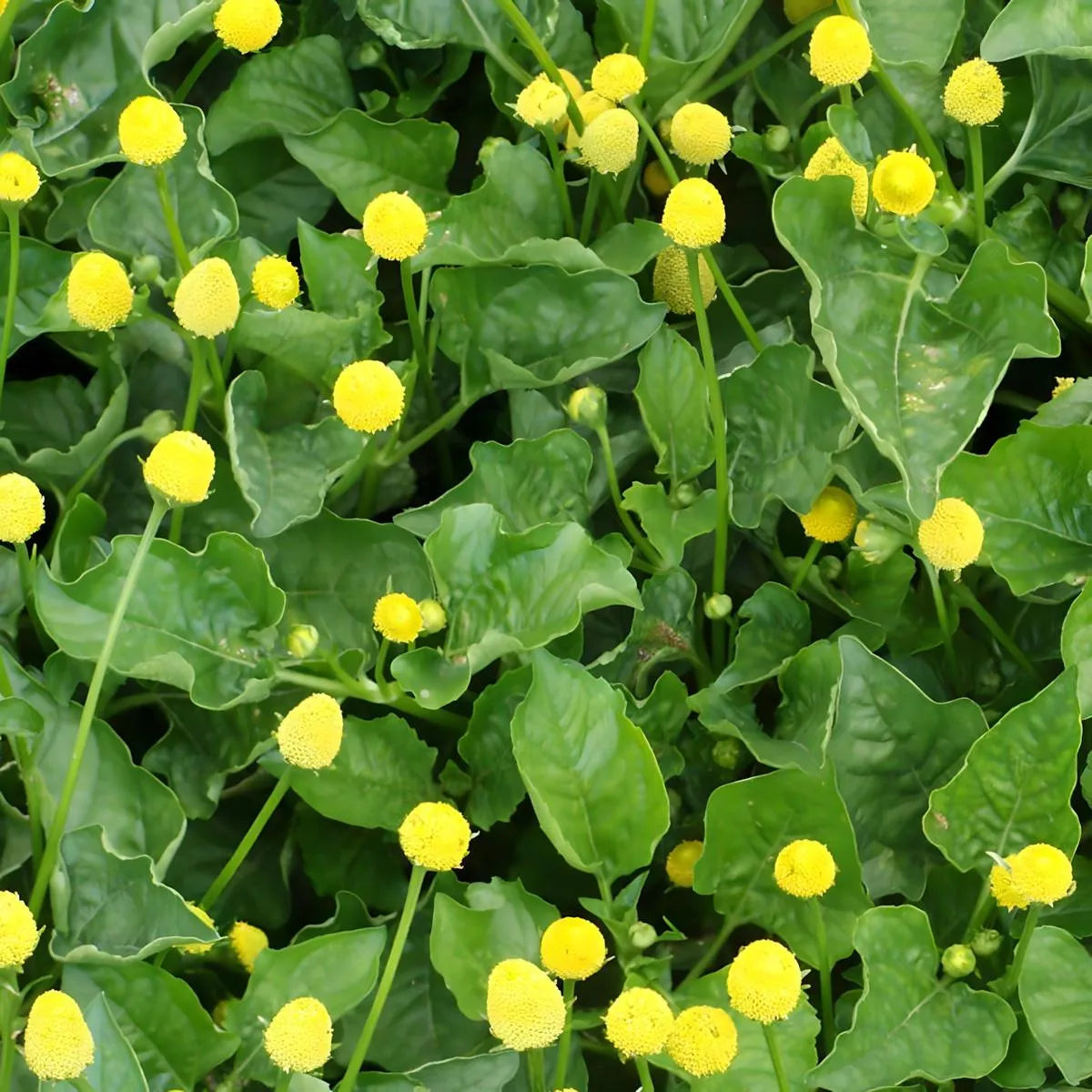 Feuilles et fleurs fraîches de brèdes mafana (Spilanthes acmella), plante culinaire comestible prisée pour sa saveur unique en cuisine malgache.