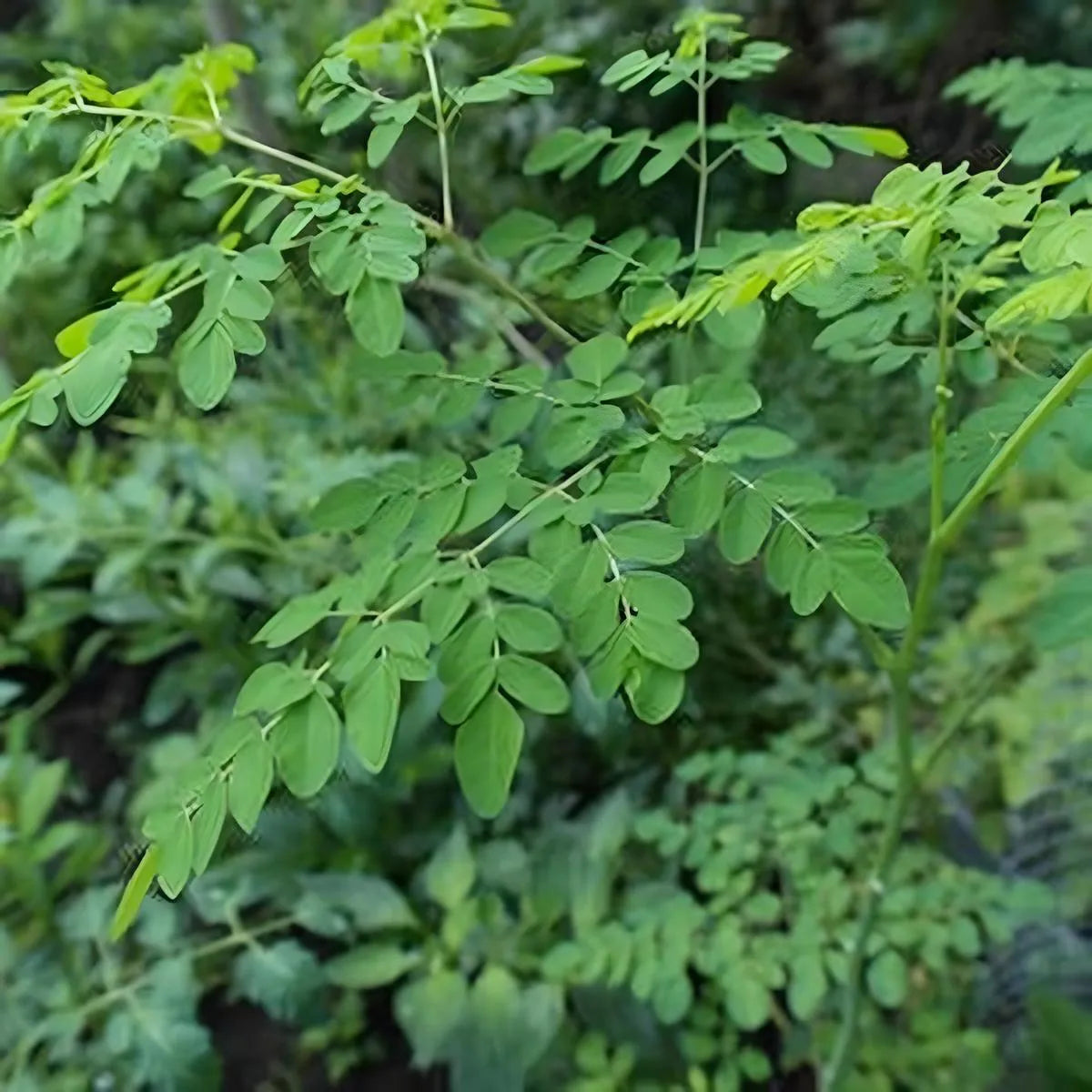 Feuilles fraîches de moringa oleifera, plante utilisée pour les brèdes moringa CODAL, reconnue pour ses bienfaits nutritionnels et sa richesse en vitamines.