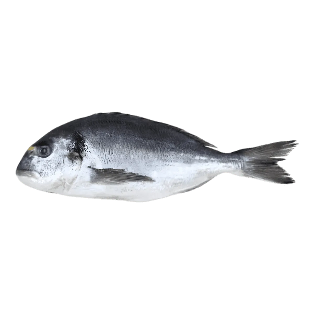 Burro / Carpe grise - POISSON - NKOSI, poisson d'eau douce entier surgelé, idéal pour grillades ou cuisson vapeur.