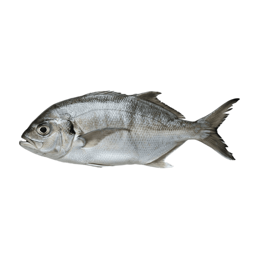 Carangue trevally - POISSON - NKOSI, poisson entier frais à la peau argentée, idéal pour grillades ou plats en sauce, riche en protéines.