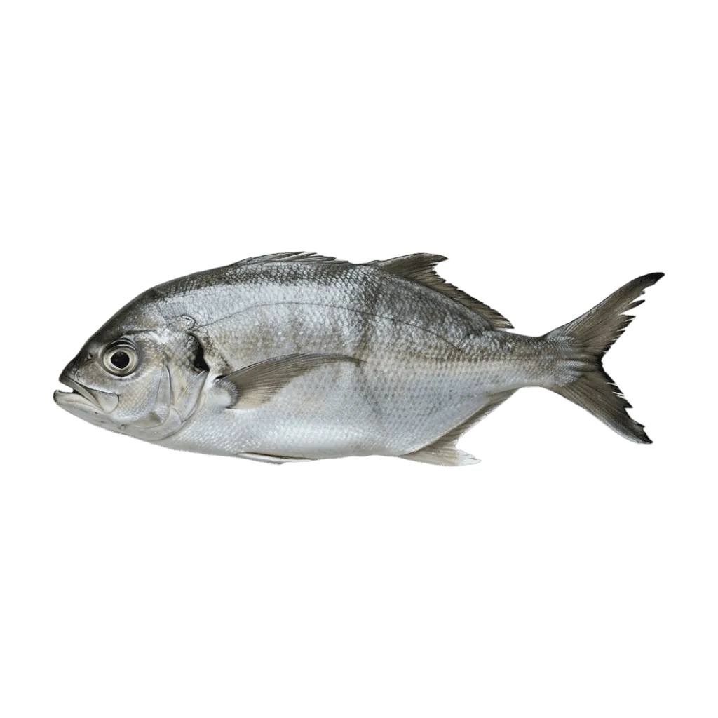 Carangue trevally - POISSON - NKOSI, poisson entier frais à la peau argentée, idéal pour grillades ou plats en sauce, riche en protéines.