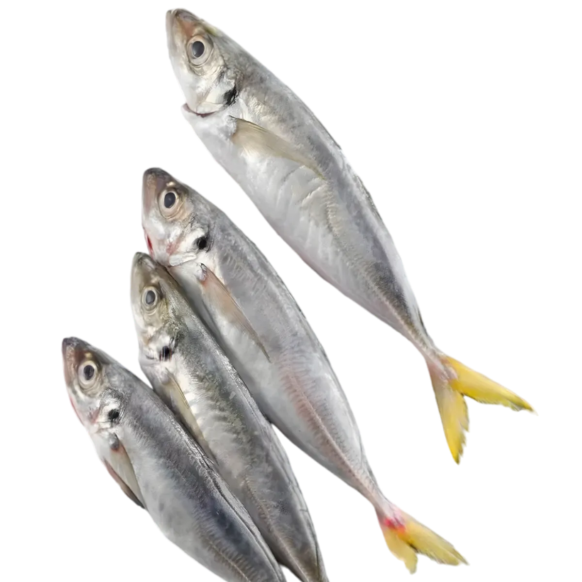 Lot de chinchards poissons frais, parfaits pour plats de fruits de mer. Pêchés en eaux profondes, riches en goût et en nutriments.