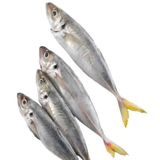 Lot de chinchards poissons frais, parfaits pour plats de fruits de mer. Pêchés en eaux profondes, riches en goût et en nutriments.