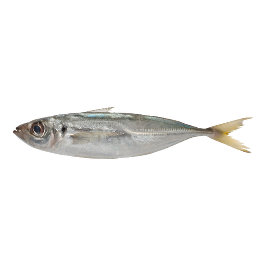 Chinchard calibre 400/600