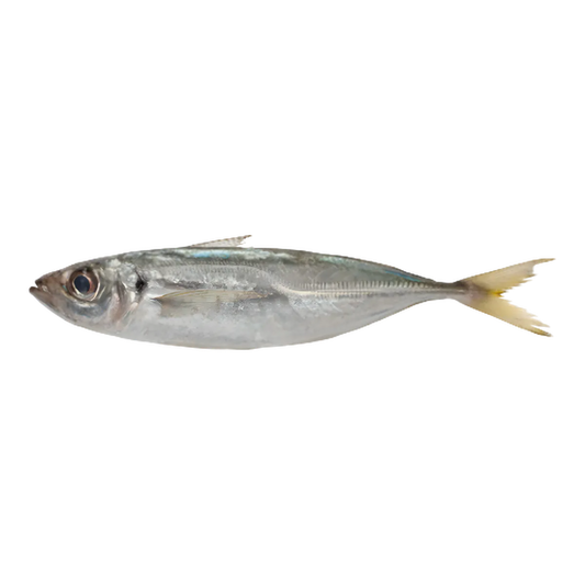 Chinchard poisson frais entier 400/600g, idéal pour recettes de fruits de mer. Texture ferme et fraîcheur garantie pour une cuisson savoureuse.