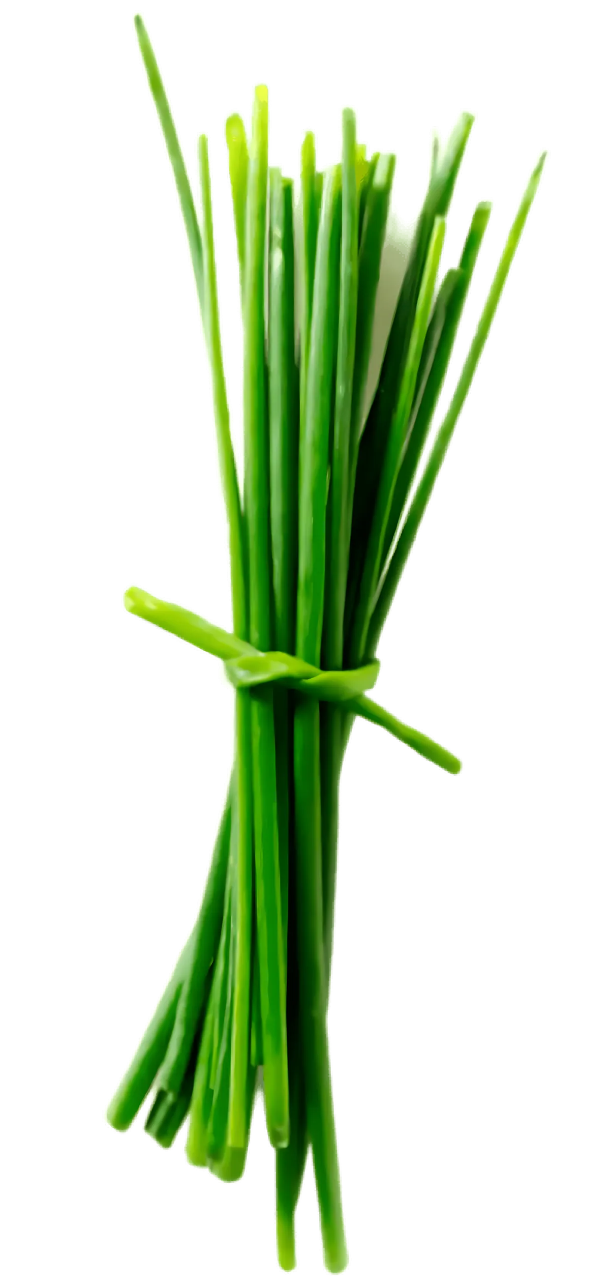 Botte de ciboulette fraîche nouée, herbe aromatique verte idéale pour rehausser les plats. Ciboulette - Herbe Aromatique Ciboulette pour cuisine.