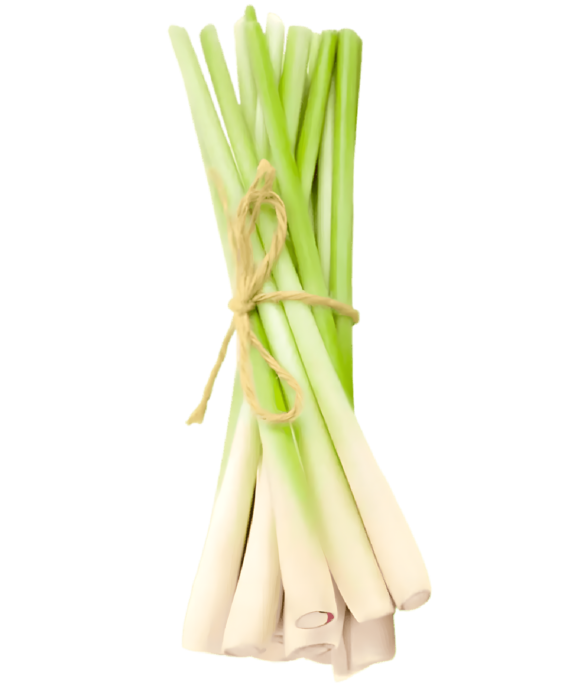 Citronnelle fraîche