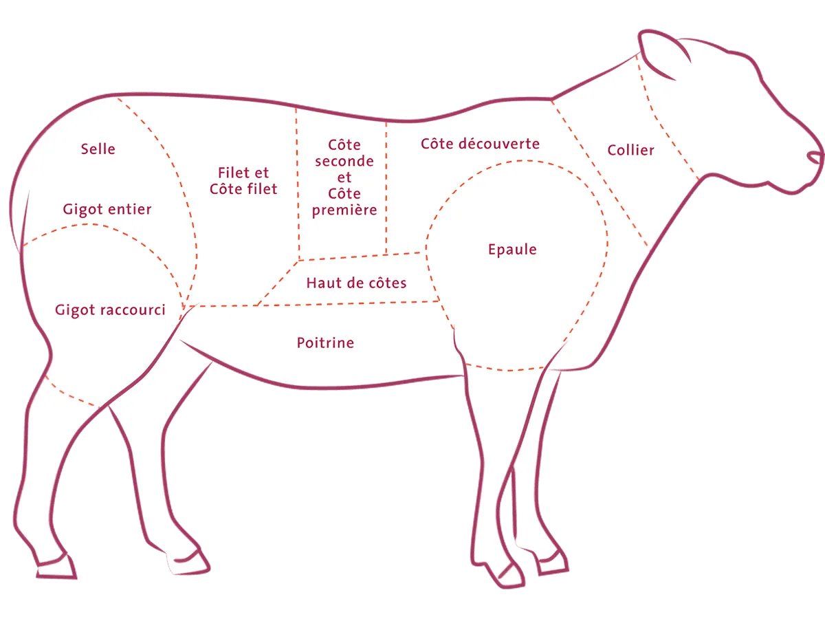 Schéma de découpe de l'agneau indiquant la position du colier, partie supérieure du cou, utilisée pour le colier d'agneau - VIANDE - NKOSI.