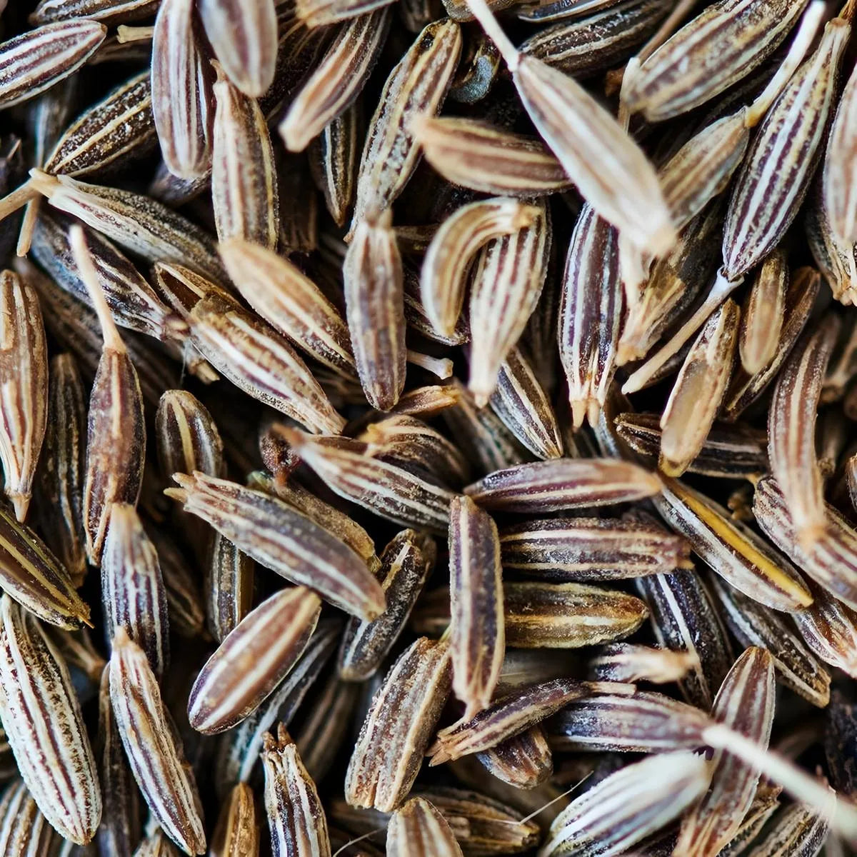 Gros plan sur les graines de cumin entier Samia, révélant leur texture et couleur naturelle, parfaites pour une cuisine riche en arômes.