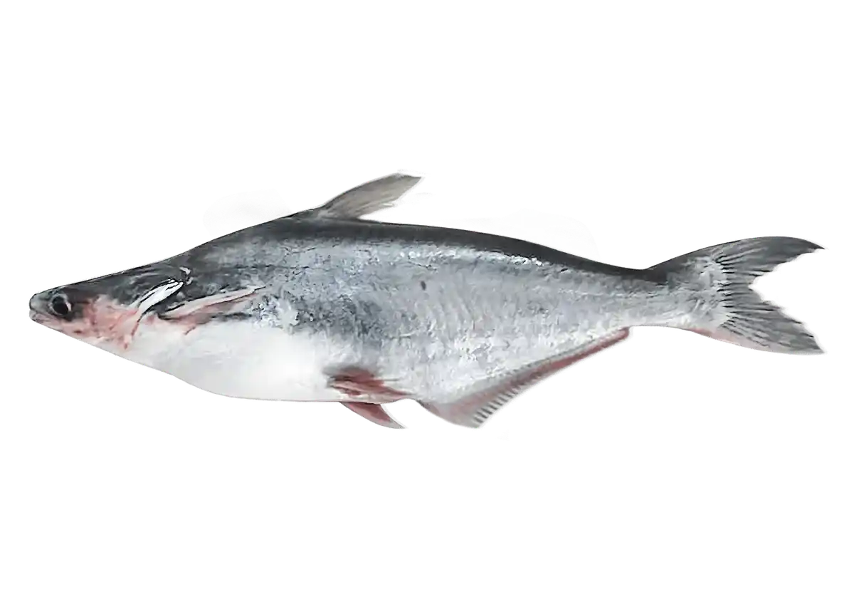 Poisson panga entier, peau argentée et corps massif. Source de darne savoureuse pour plats de fruits de mer frais ou surgelés.