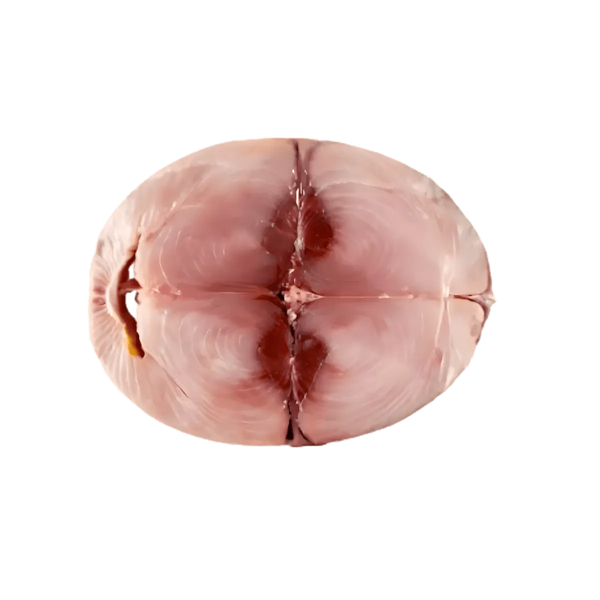 Darne de thon frais vue de dessus, texture ferme et chair rosée, idéale pour une alimentation équilibrée et riche en nutriments.