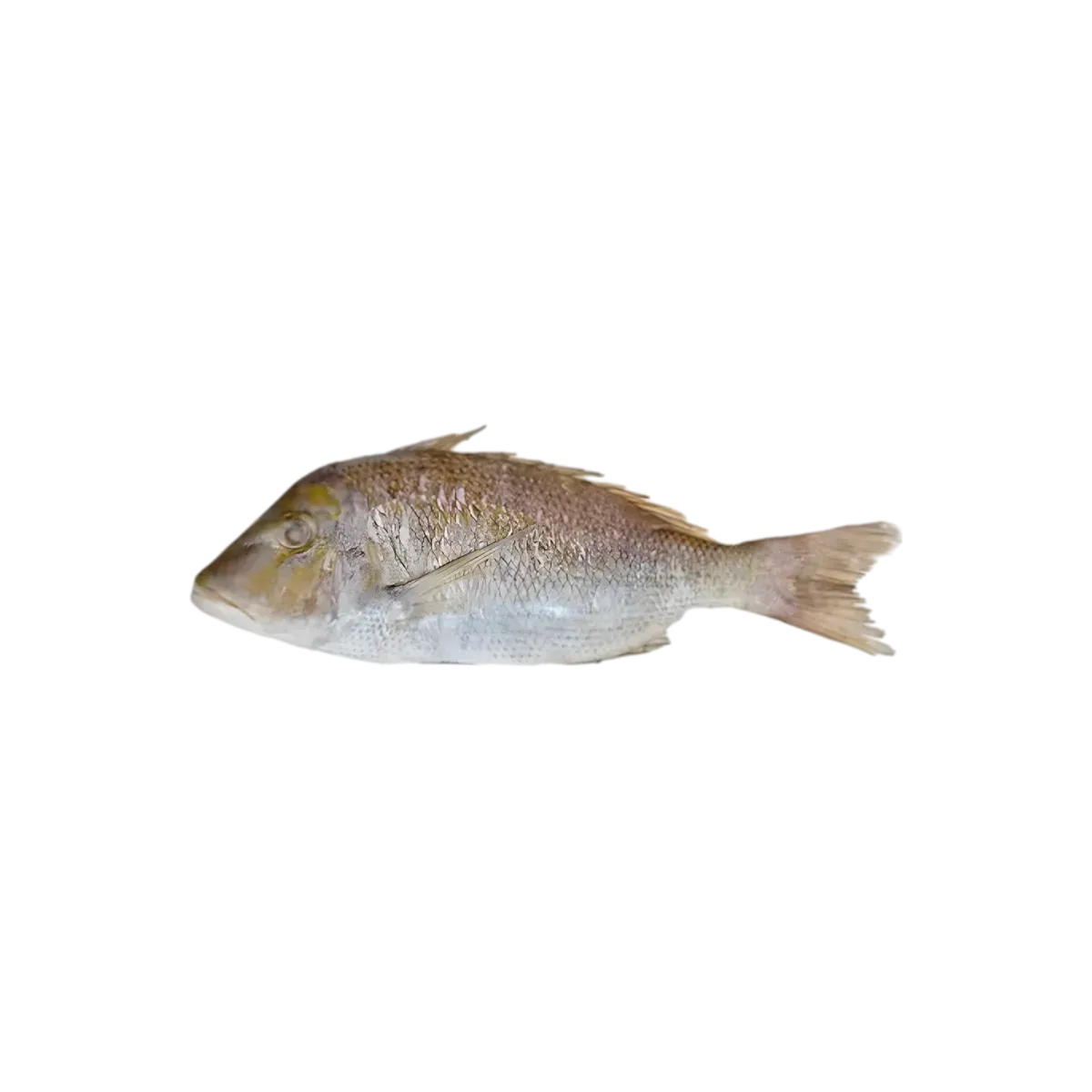 Poisson empereur entier non découpé, prêt à être transformé en darnes. Produit de la mer frais pour cuisine maison ou professionnelle.