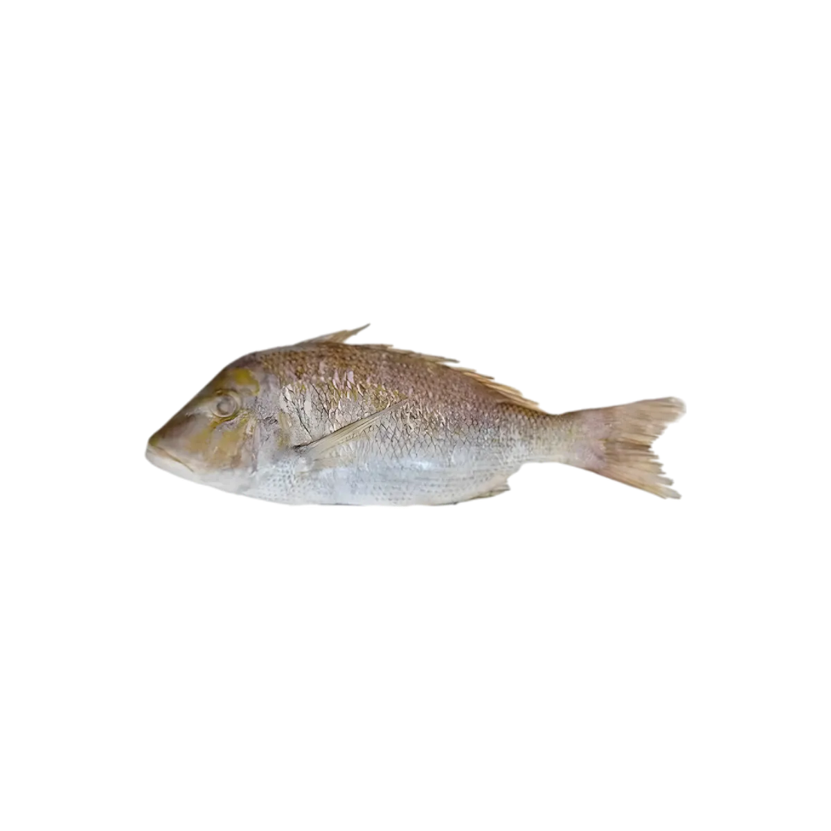 Poisson empereur entier non préparé, parfait pour découpe en darnes ou cuisson entière. Produit de la mer frais, riche en goût et en protéines.