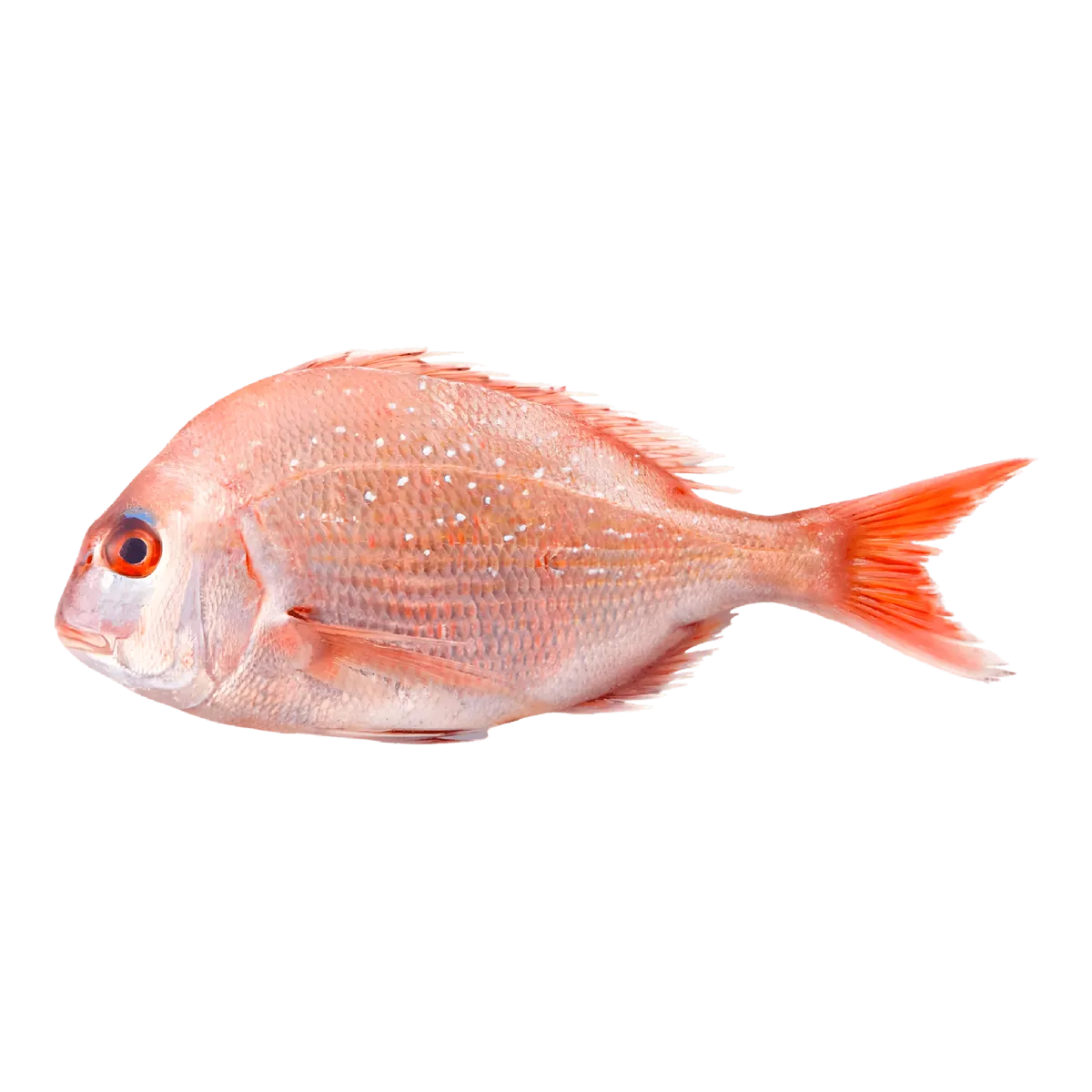 Dorade rose entière surgelée, poisson à chair tendre et goût subtil, idéale pour plats de fruits de mer raffinés.