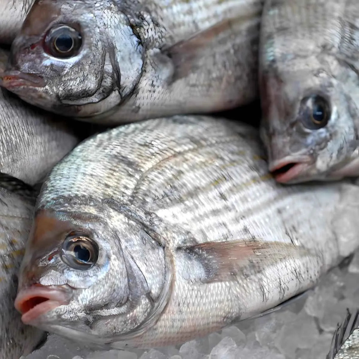 Dorades grises fraîches sur lit de glace, poisson blanc ferme parfait pour les recettes de fruits de mer riches en protéines.