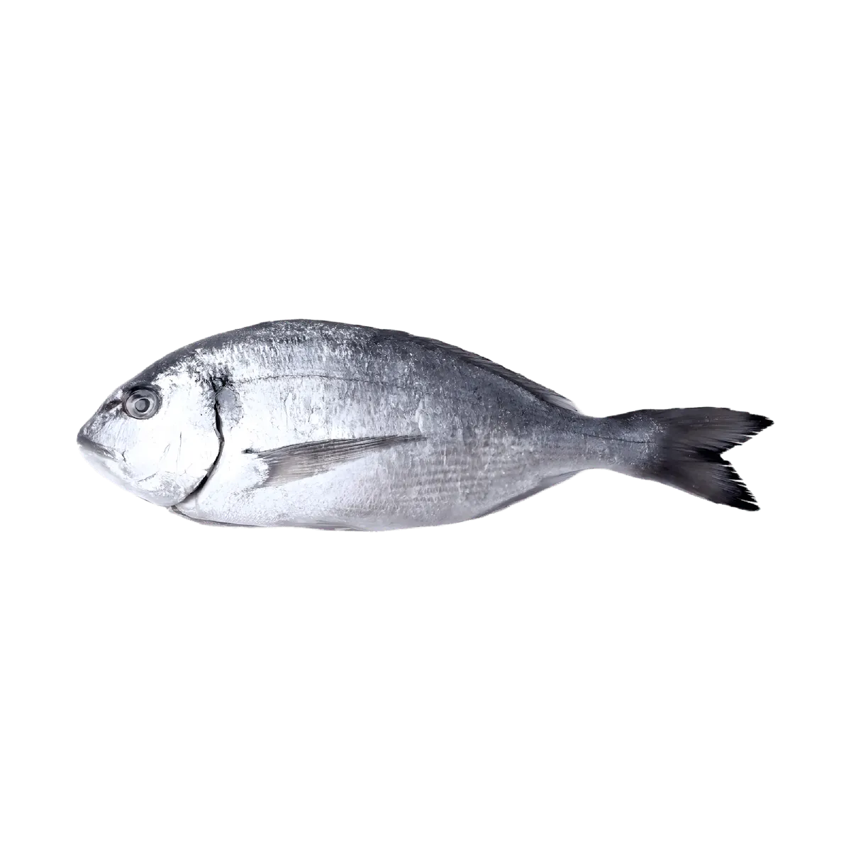 Dorade grise entière, poisson maigre riche en protéines, idéale pour une alimentation saine et riche en oméga 3.