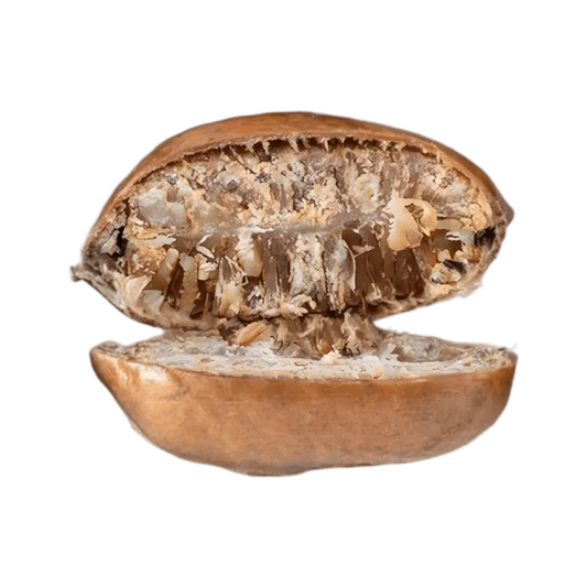 Gros plan d’un grain de pépé entier ouvert, révélant sa texture fibreuse et son arôme intense, utilisé comme épice traditionnelle.