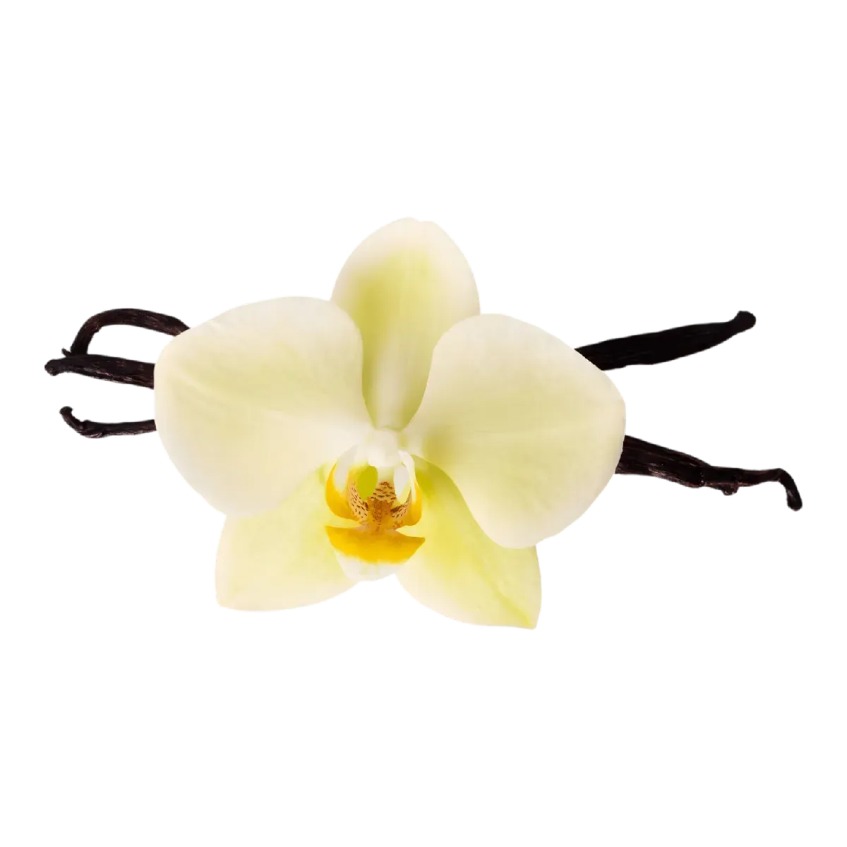 Fleur de vanille Bourbon avec gousses noires en arrière-plan, symbole de l'arôme naturel de l'extrait de vanille de Madagascar SEBALCE.