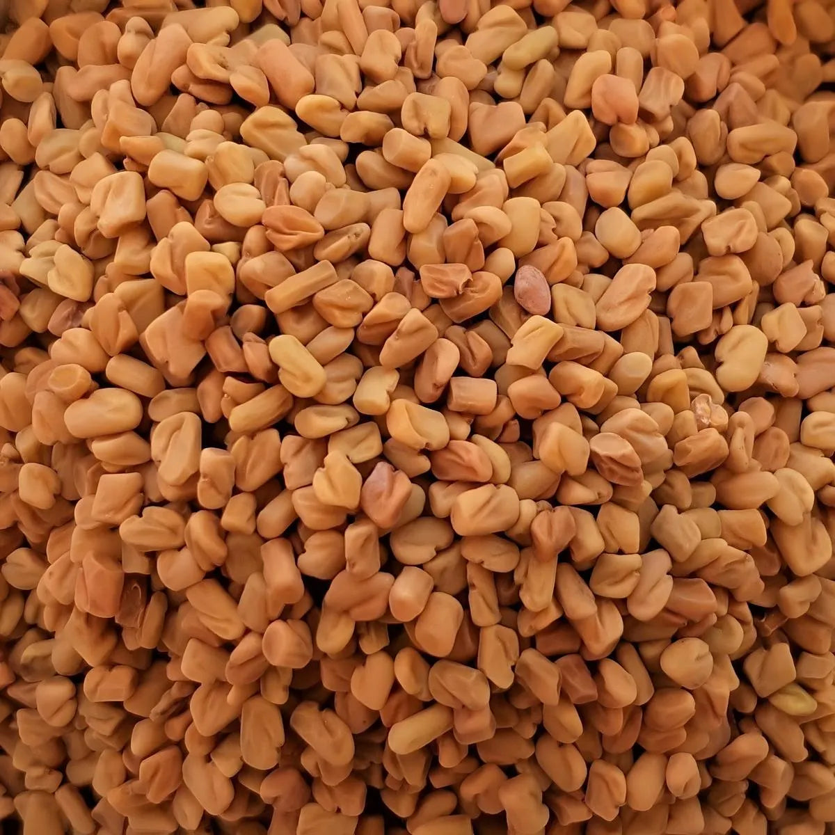 Gros plan sur les graines de fenugrec entier SAMIA, révélant leur texture naturelle et leur qualité idéale pour moudre ou infuser.