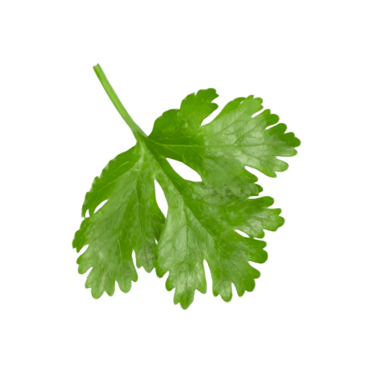 Feuille de coriandre