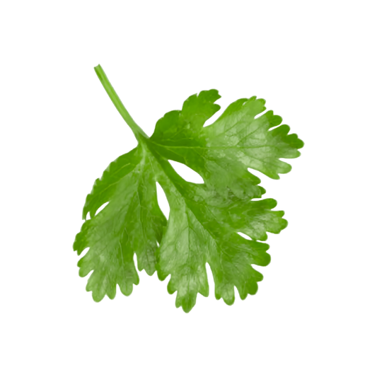 Feuille de coriandre