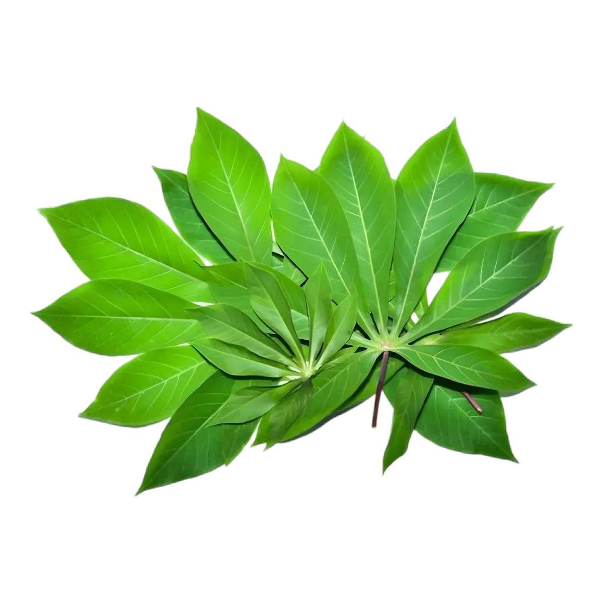 Feuilles fraîches de manioc vertes, ingrédient de base pour le Saka Saka, utilisées dans les légumes surgelés traditionnels.