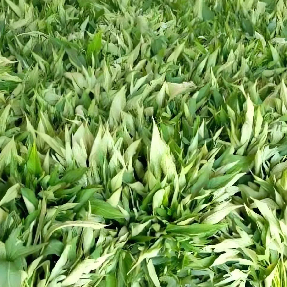 Grande quantité de feuille de patate fraîches empilées, prêtes pour la vente ou la préparation. Produit végétal tropical nutritif.