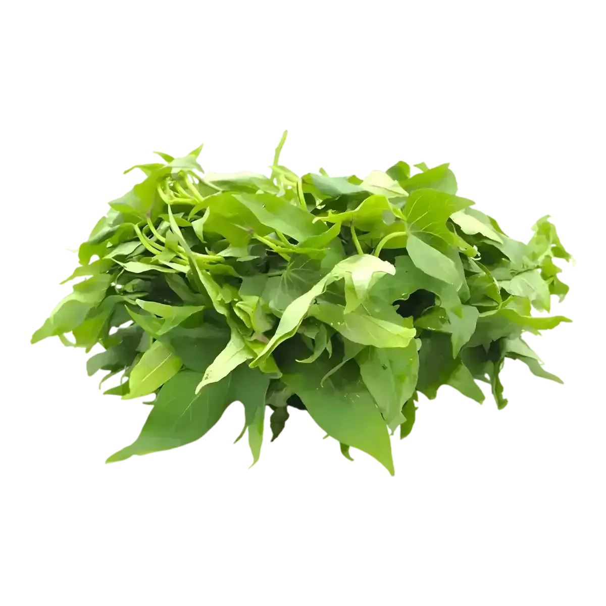 Feuille de patate fraîches ou matembele, légume tropical vert vif, idéal pour plats africains sains. Produit frais riche en nutriments.