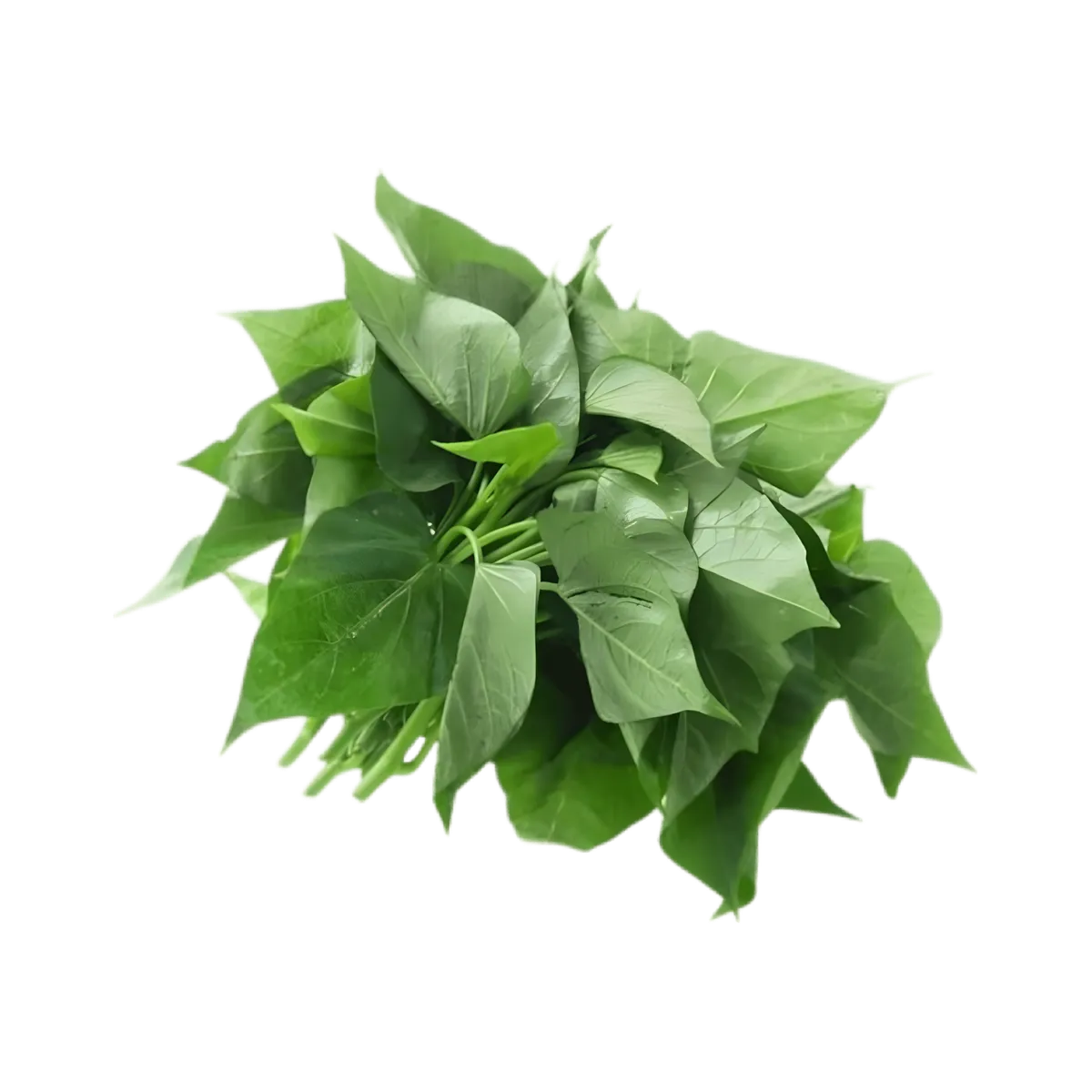 Bouquet de feuilles de patate douce fraîches, appelées Matembele, légume vert tendre et nutritif pour plats africains et recettes santé.