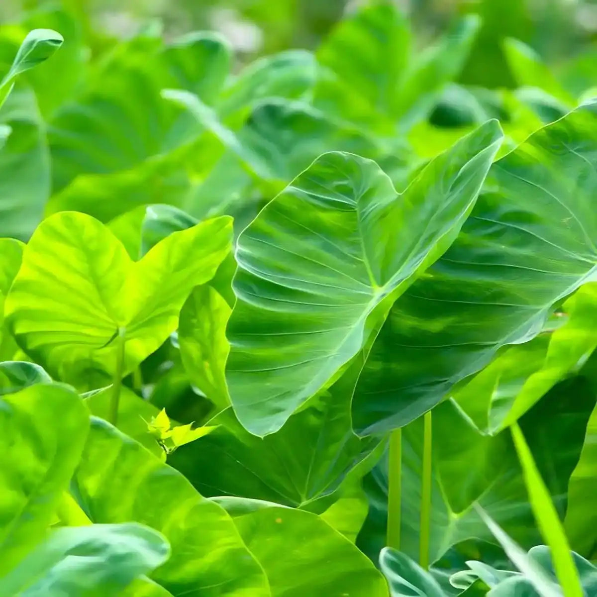 Champ de feuilles de taro fraîches, plante utilisée pour produire la Feuille de Taro Kontomire TERRAFRICA, légume africain bio.