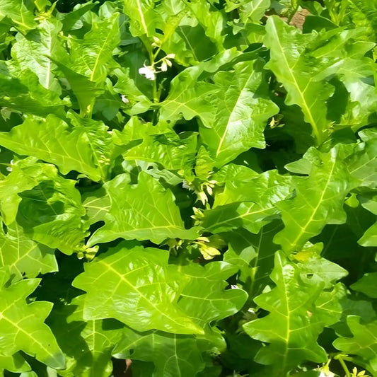 Culture de feuilles d'aubergine africaines Gboma/Bilolo en pleine croissance, parfaites pour plats africains sains et savoureux. Légume frais à cuisiner.