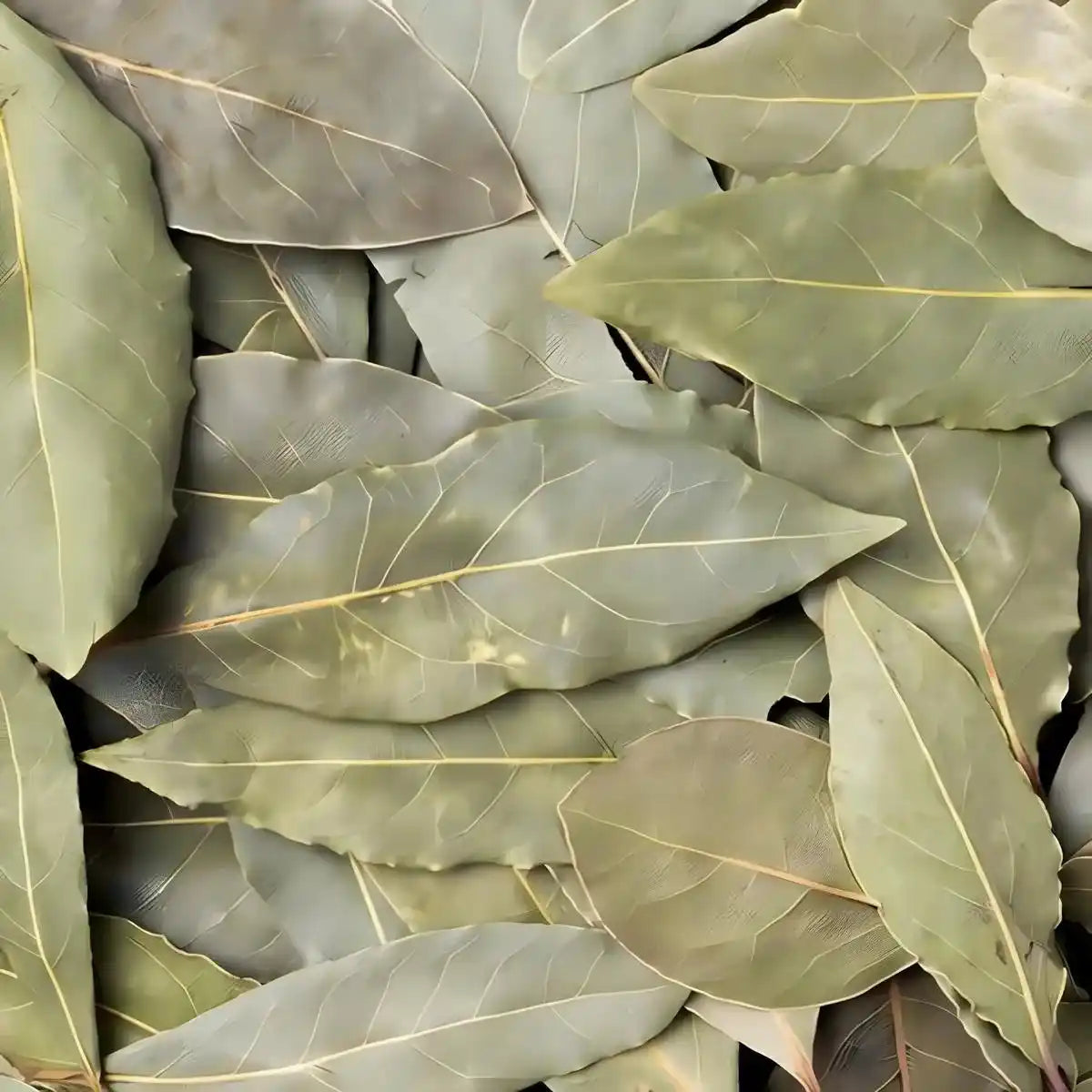 Gros plan sur feuilles de laurier séchées SAMIA, texture naturelle visible. Idéal pour épicerie salée et assaisonnement authentique des plats.