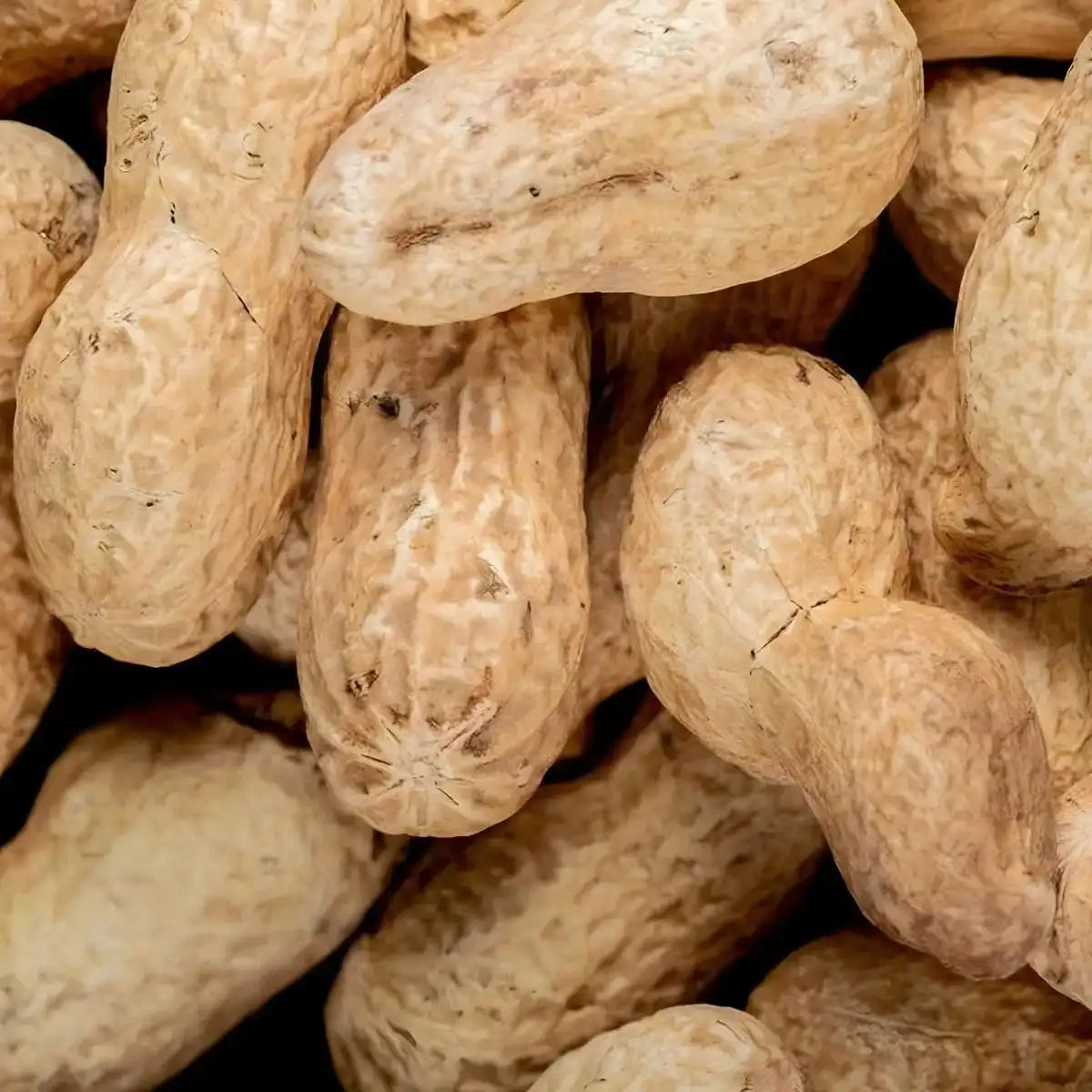 Gros plan sur des cacahuètes entières en coque, ingrédient principal de la glace Floup cacahuète, friandise glacée crémeuse.