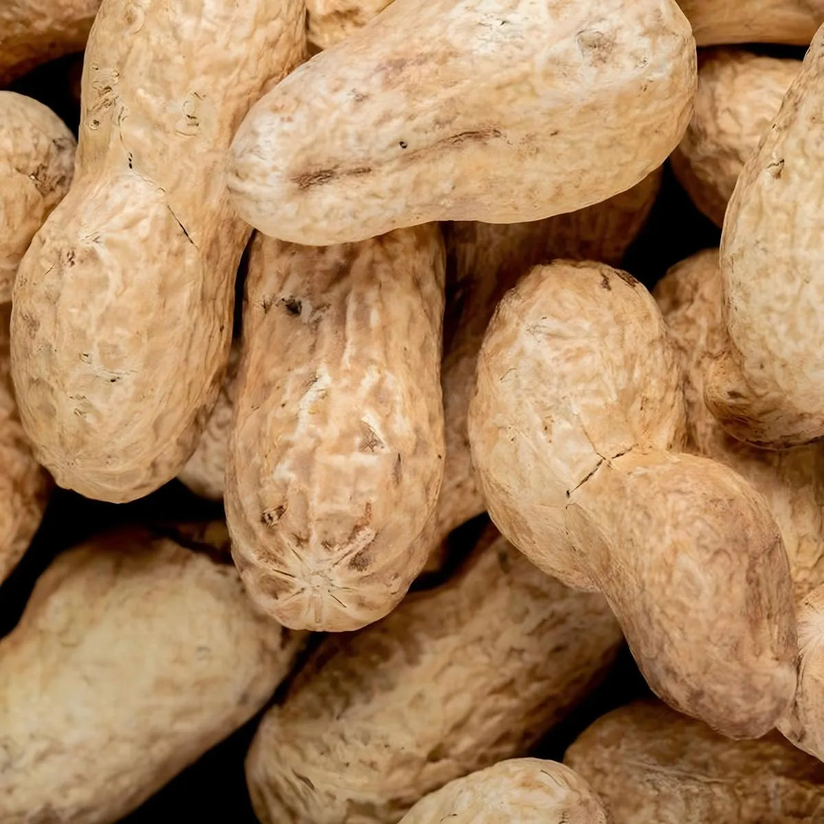 Cacahuètes entières non décortiquées, ingrédient principal de la glace Floup Cacahuète, friandise glacée de l'épicerie sucrée.