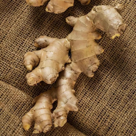 Gingembre - Racine Bienfaits | Usage Culinaire et Vertus, racine de gingembre posée sur toile de jute, riche en arômes et vertus médicinales.