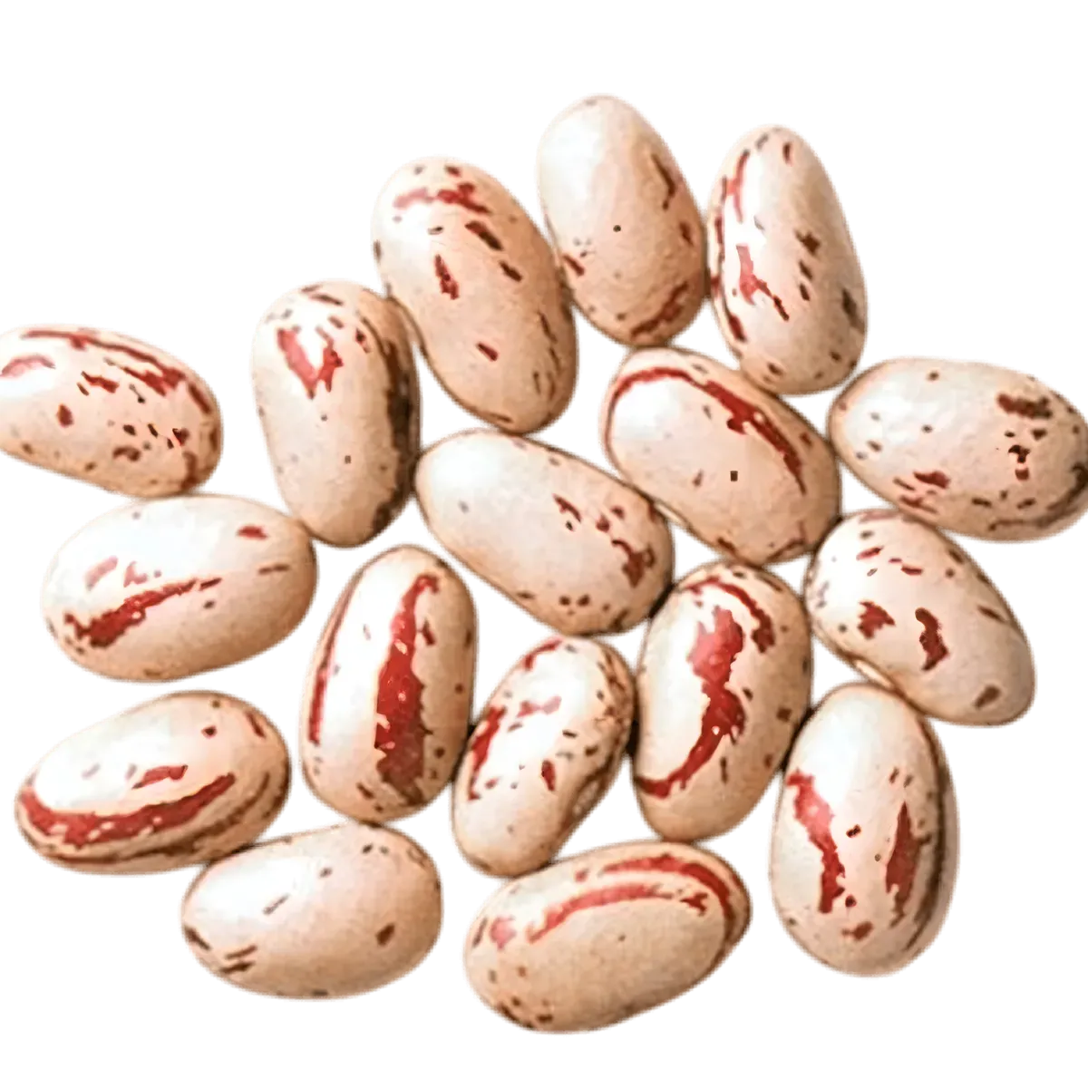 Gros plan sur haricots coco rose TERSOL secs, grains marbrés riches en protéines, parfaits pour plats végétariens et mijotés.