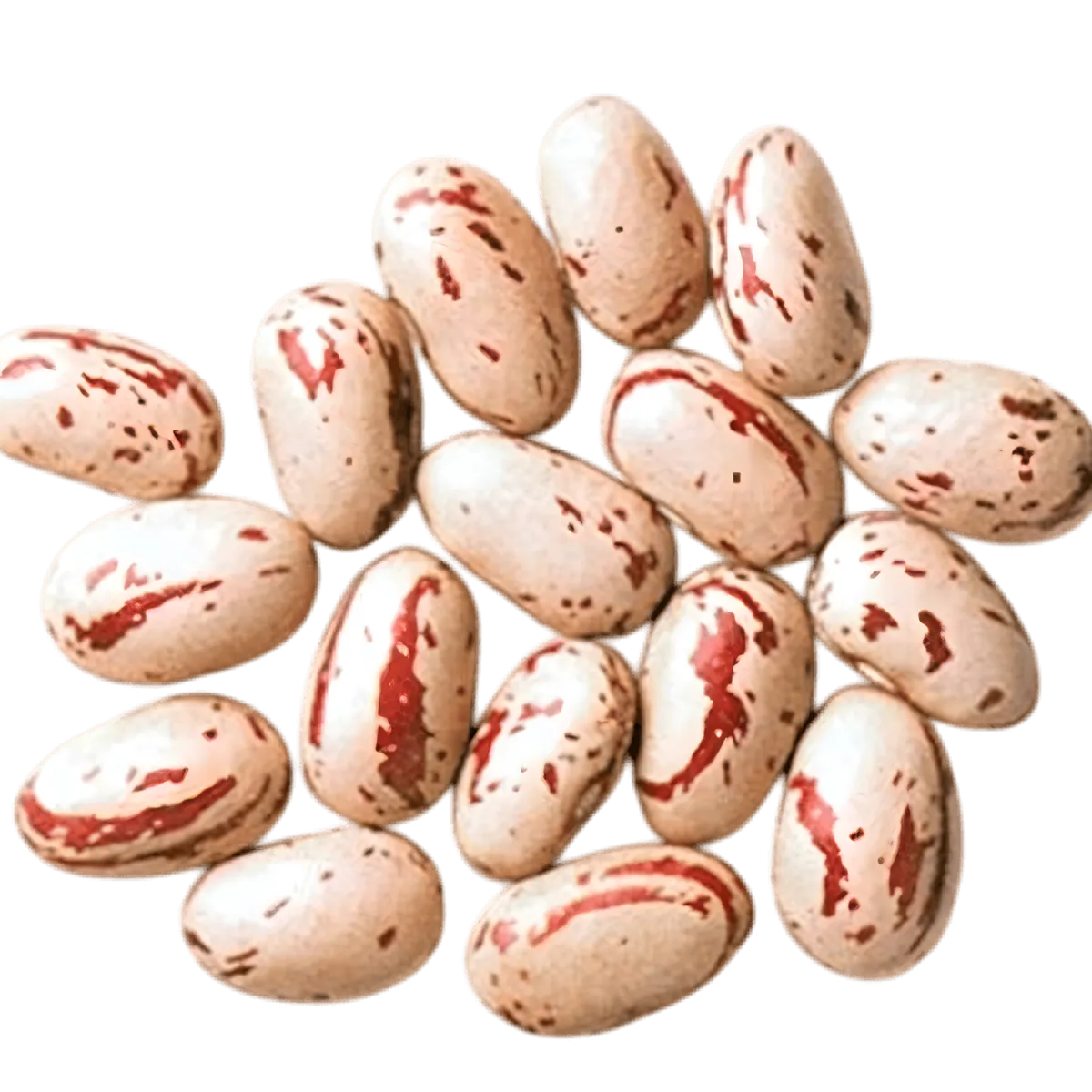Gros plan sur haricots coco rose TERSOL, grains secs marbrés rouges, parfaits pour une cuisine savoureuse et nutritive.